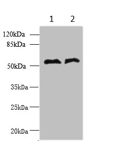Western blot - Anti-IPT antibody (AB235372)