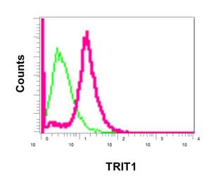 Flow Cytometry (Intracellular) - Anti-IPT antibody [EPR12517] (AB174308)