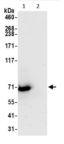 Immunoprecipitation - Anti-IQ motif containing B1 antibody (AB241197)