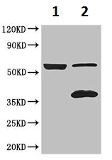 Western blot - Anti-IQCG antibody (AB223041), expandable thumbnail