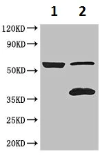Western blot - Anti-IQCG antibody (AB223041)