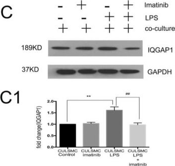 Anti-IQGAP1 antibody