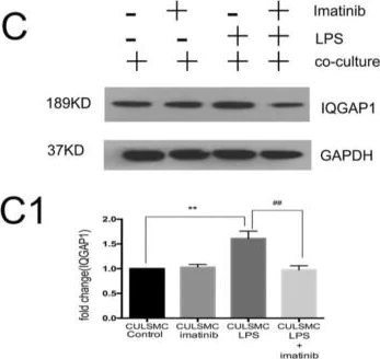 Western blot - Anti-IQGAP1 antibody (AB86064)