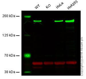 Western blot - Anti-IQGAP1 antibody [EPR5220] (AB133490), expandable thumbnail