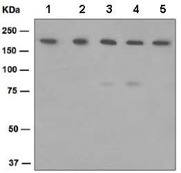 Western blot - Anti-IQGAP1 antibody [EPR5220] (AB133490), expandable thumbnail