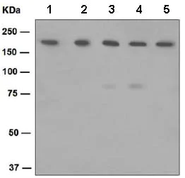 Western blot - Anti-IQGAP1 antibody [EPR5220] (AB133490)