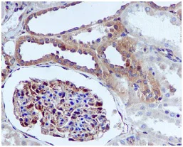 Immunohistochemistry (Formalin/PFA-fixed paraffin-embedded sections) - Anti-IQGAP1 antibody [EPR5220] - BSA and Azide free (AB271893)