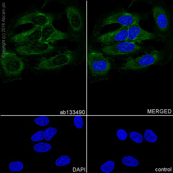 Immunocytochemistry/ Immunofluorescence - Anti-IQGAP1 antibody [EPR5220] - Low endotoxin, Azide free (AB222390)