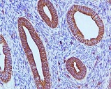 Immunohistochemistry (Formalin/PFA-fixed paraffin-embedded sections) - Anti-IQGAP1 antibody [EPR5221] (AB109292)