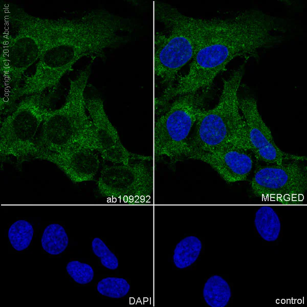 Immunocytochemistry/ Immunofluorescence - Anti-IQGAP1 antibody [EPR5221] - BSA and Azide free (AB247821)