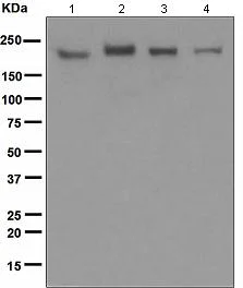 Western blot - Anti-IQGAP1 antibody [EPR5221] - BSA and Azide free (AB247821)