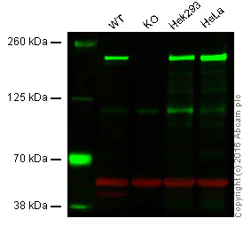 Western blot - Anti-IQGAP1 antibody [EPR5221] - BSA and Azide free (AB247821)