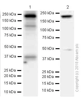 Western blot - Anti-IQGAP2 antibody [EPR13382-9] (AB187153)