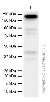 Western blot - Anti-IQGAP2 antibody [EPR13382-9] (AB187153)
