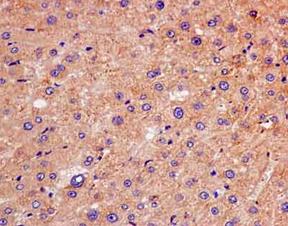 Immunohistochemistry (Formalin/PFA-fixed paraffin-embedded sections) - Anti-IQGAP2 antibody [EPR13382] - BSA and Azide free (AB240242)