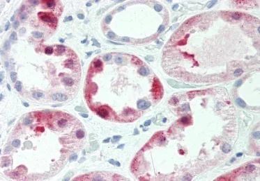 Immunohistochemistry (Formalin/PFA-fixed paraffin-embedded sections) - Anti-IQGAP3 antibody (AB219354)