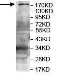 Western blot - Anti-IQGAP3 antibody (AB219354)
