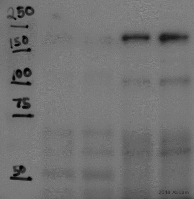 Western blot - Anti-IQGAP3 antibody (AB88353)