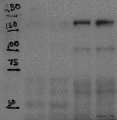 Western blot - Anti-IQGAP3 antibody (AB88353)
