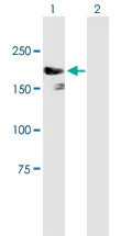 Western blot - Anti-IQGAP3 antibody (AB88353)