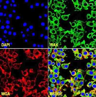 Immunocytochemistry - Anti-IRAK-1 antibody (AB238)