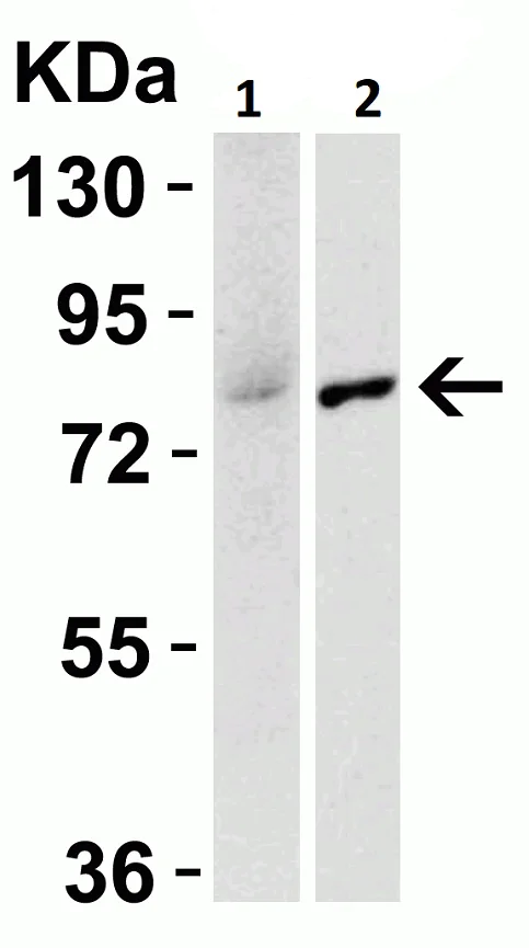 Western blot - Anti-IRAK-1 antibody (AB238)
