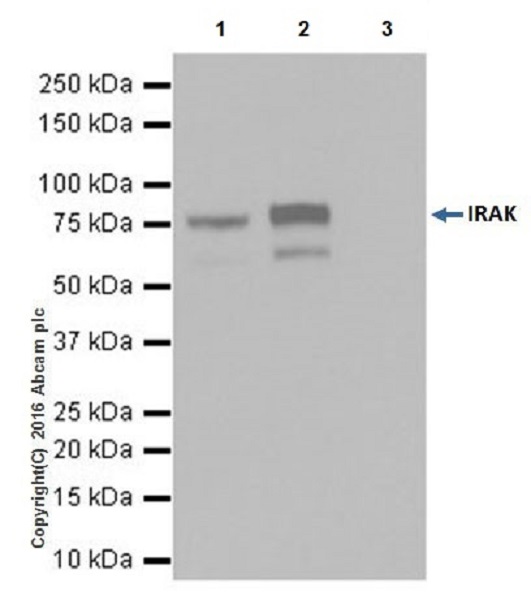 Immunoprecipitation - Anti-IRAK-1 antibody [EPR18630] (AB180747)