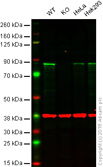 Western blot - Anti-IRAK-1 antibody [EPR18630] - BSA and Azide free (AB250249)