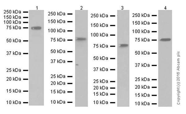 Western blot - Anti-IRAK-1 antibody [EPR18630] - BSA and Azide free (AB250249)