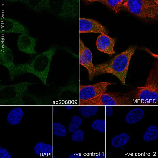 Immunocytochemistry/ Immunofluorescence - Anti-IRAK-1 antibody [EPR19667] - BSA and Azide free (AB251482)