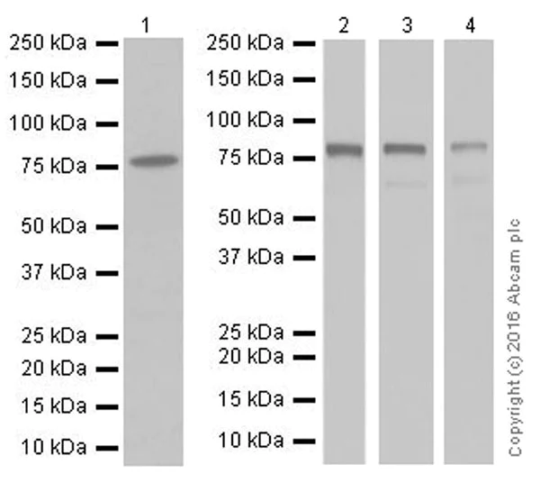 Western blot - Anti-IRAK-1 antibody [EPR19667] - BSA and Azide free (AB251482)