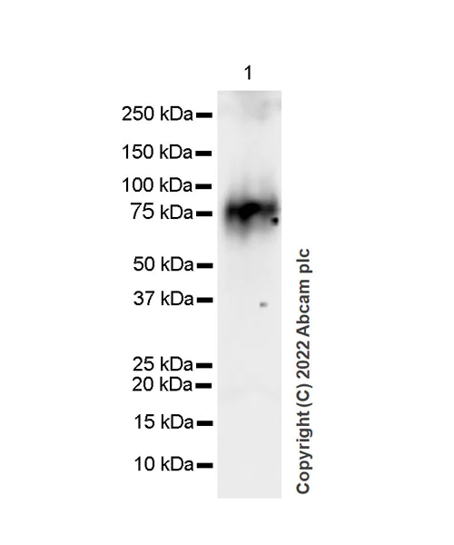 Western blot - Anti-IRAK-1 antibody [EPR26375-90] (AB302554)