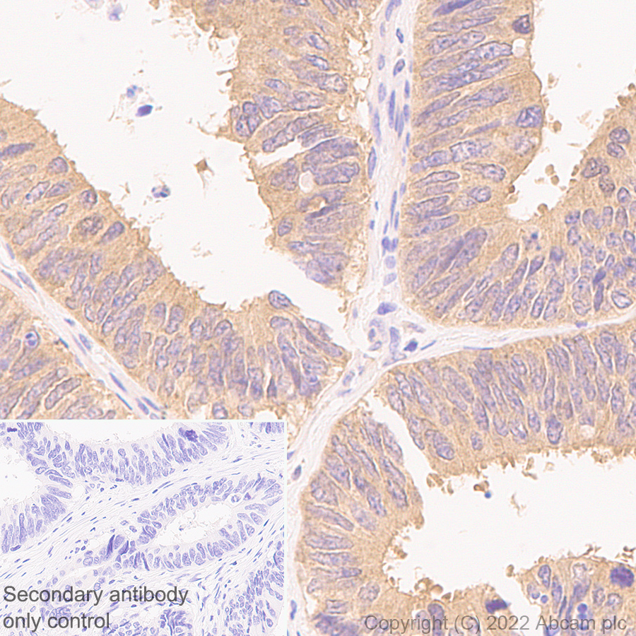 Immunohistochemistry (Formalin/PFA-fixed paraffin-embedded sections) - Anti-IRAK-1 antibody [EPR26375-90] (BSA and Azide free) (ab302555), expandable thumbnail