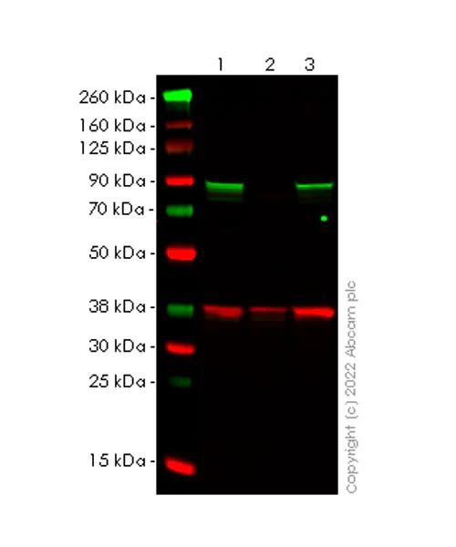 Western blot - Anti-IRAK-1 antibody [EPR26375-90] (BSA and Azide free) (AB302555)