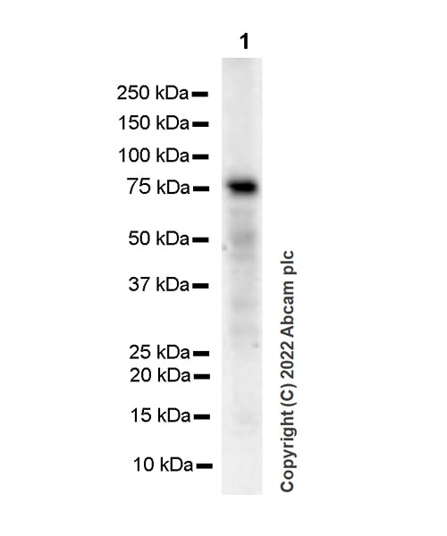 Western blot - Anti-IRAK-1 antibody [EPR26375-90] (BSA and Azide free) (AB302555), expandable thumbnail