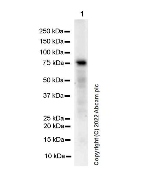 Western blot - Anti-IRAK-1 antibody [EPR26375-90] (BSA and Azide free) (AB302555)