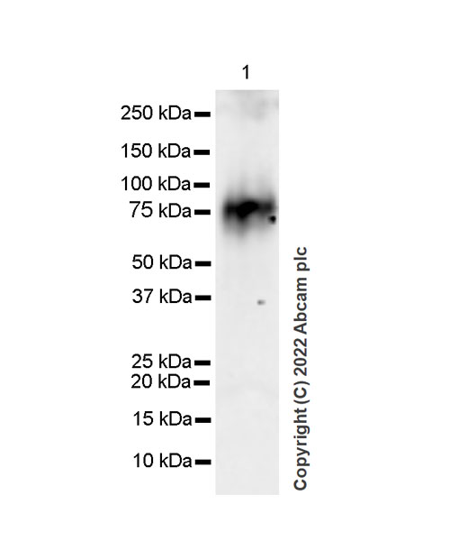 Western blot - Anti-IRAK-1 antibody [EPR26375-90] (BSA and Azide free) (AB302555), expandable thumbnail