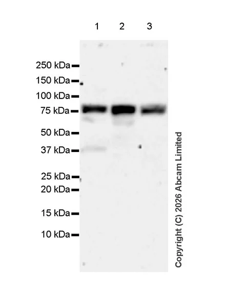 Western blot - Anti-IRAK-1 antibody [EPR29916-78] (AB325680)