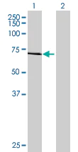 Western blot - IRAK-1 overexpression 293T lysate (whole cell) (AB94046)