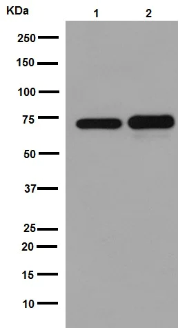 Western blot - Anti-IRAK2 antibody [EPR16530] (AB192249)