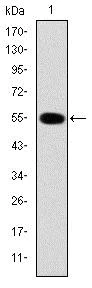 Western blot - Anti-IRAK4 antibody [2H9] (AB119942)