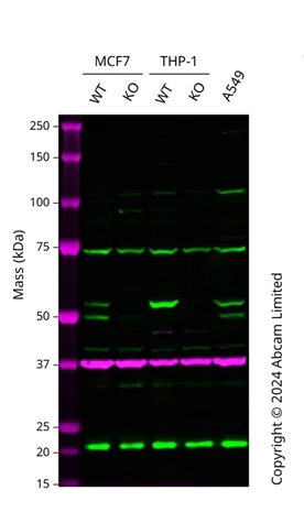 Western blot - Anti-IRAK4 antibody [2H9] (AB119942)