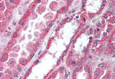 Immunohistochemistry (Formalin/PFA-fixed paraffin-embedded sections) - Anti-IRAK4 antibody (AB188599), expandable thumbnail