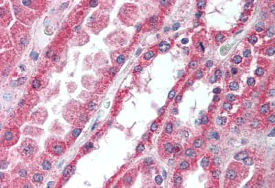 Immunohistochemistry (Formalin/PFA-fixed paraffin-embedded sections) - Anti-IRAK4 antibody (AB188599)
