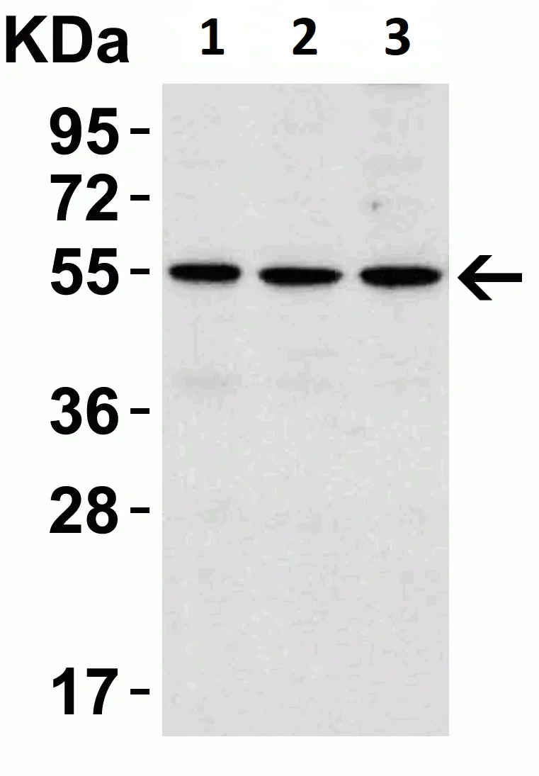 Western blot - Anti-IRAK4 antibody (AB5985)