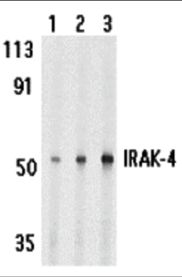 Western blot - Anti-IRAK4 antibody (AB5985)