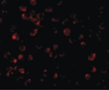 Immunocytochemistry/ Immunofluorescence - Anti-IRAK4 antibody - C-terminal (AB189108), expandable thumbnail
