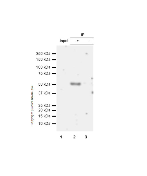 Immunoprecipitation - Anti-IRAK4 antibody [EPR24506-71] (AB300077)