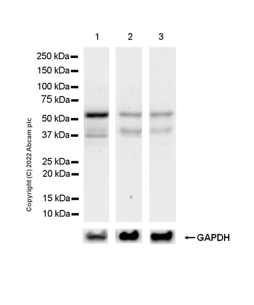 Western blot - Anti-IRAK4 antibody [EPR24506-71] (AB300077)