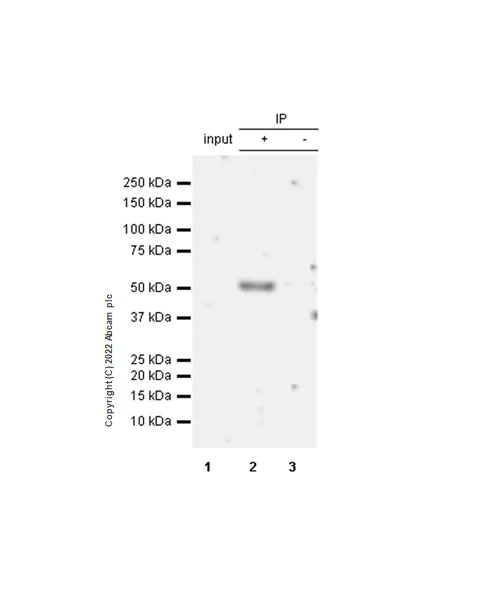 Immunoprecipitation - Anti-IRAK4 antibody [EPR24506-71] (BSA and Azide free) (AB300078)